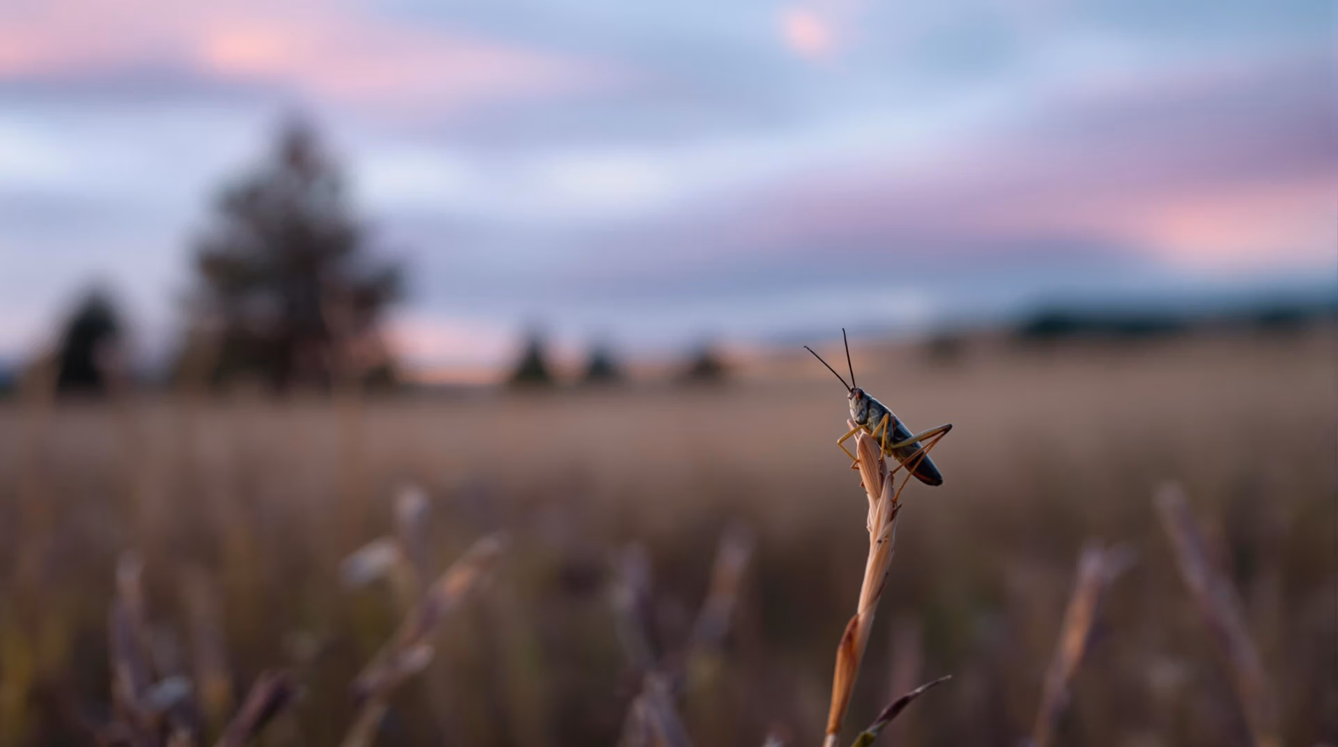 Close-up of a cricket on a grass blade at twilight in a high-desert meadow near Bellemont, Arizona, with a blurred sunset sky and pine silhouettes in the background.